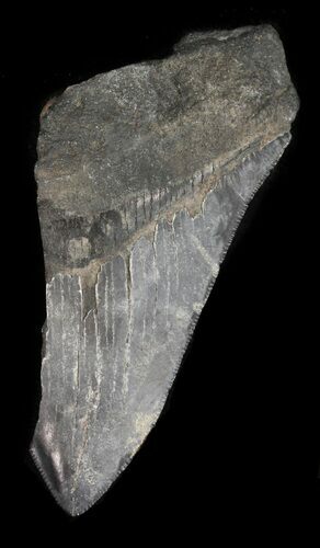Partial, Megalodon Tooth - Georgia #47625